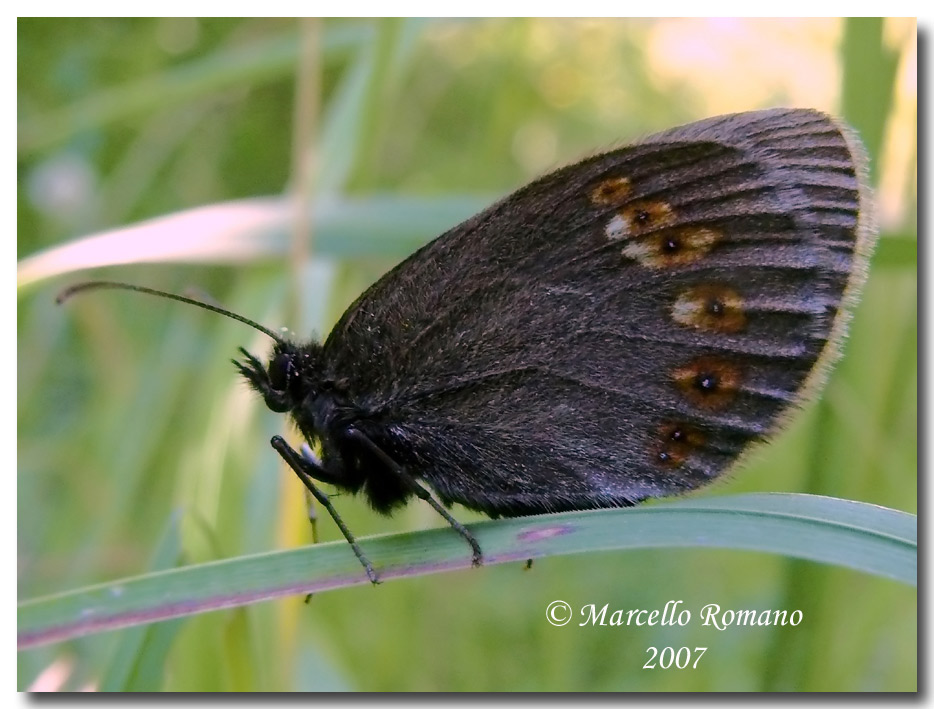 Erebia dagli occhi a mandorla: Erebia alberganus